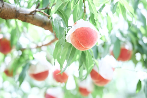 【千葉県内※銚子・茂原発着ルートを除く発】 高級完熟マスクメロン半玉贅沢食いと 旬の桃狩り食べ放題&3個土産付きin甲州!日帰り2